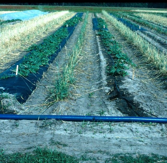 Figure 10. Row tunnels used in conjunction with plastic mulch for early cantaloupe production in North Florida.