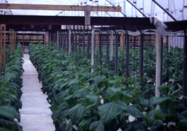 Figure 2. Young cucumber crop.