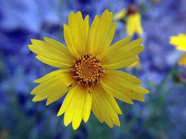 Figure 1. Coreopsis lanceolata L.