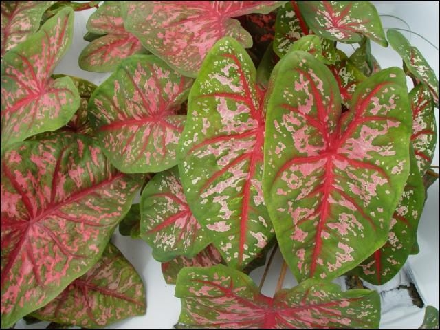Figure 6. 'Florida Calypso'