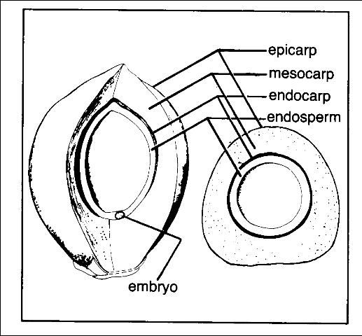 Figure 1. Longitudinal and cross section through a coconut fruit.