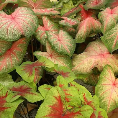 Ask IFAS: Topic - Caladium