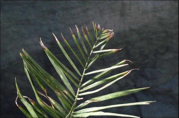 Figure 2. Leaf tip of B-deficient Phoenix roebelenii (pygmy date palm) showing necrotic truncation in an inverted V-shape.