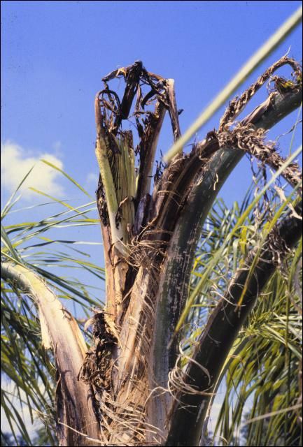 Figure 9. Severe Mn deficiency in Syagrus romanzoffiana.