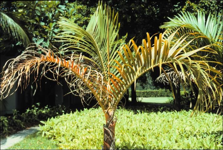 Figure 13. Potassium-deficient Hyophorbe verschafeltii showing the increase in severity of symptoms from new to old leaves.