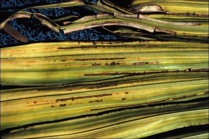 Figure 15. New leaf of Mn-deficient Archontophoenix alexandrae (Alexandra palm) showing interveinal necrotic streaking.