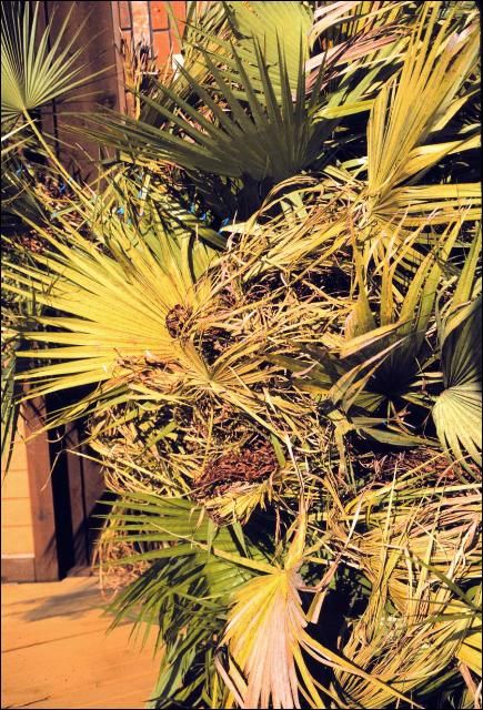 Figure 19. Manganese deficiency or 