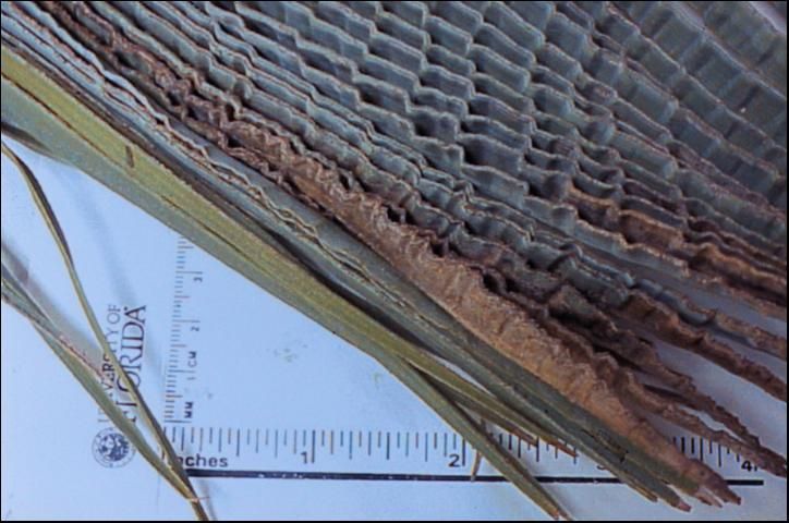 Figure 35. Accordion leaf or mild B deficiency in Syagrus romanzoffiana.