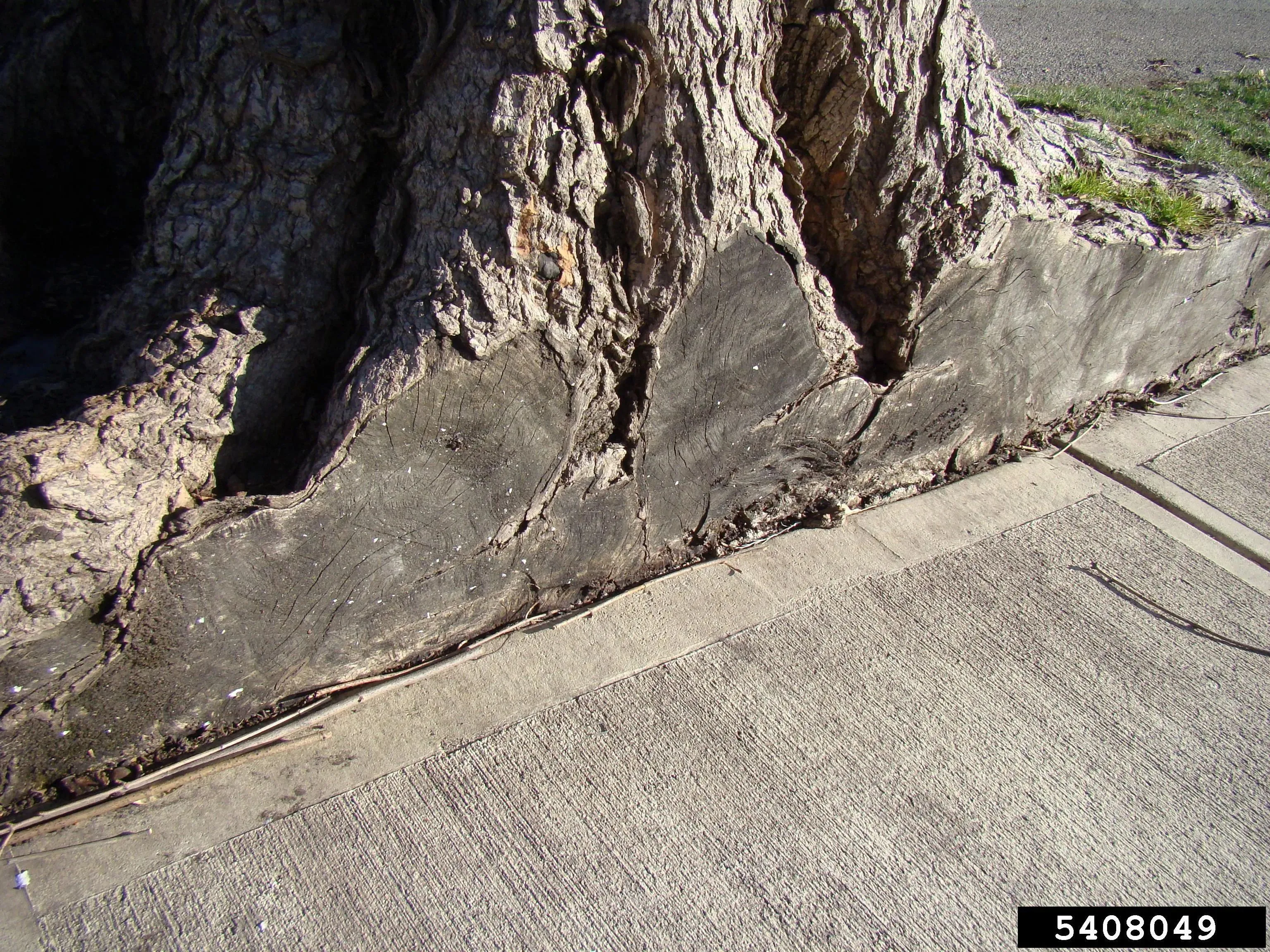 A mature tree's roots are sawn through where it meets a sidewalk cutting diagnoally across bottom of the image.