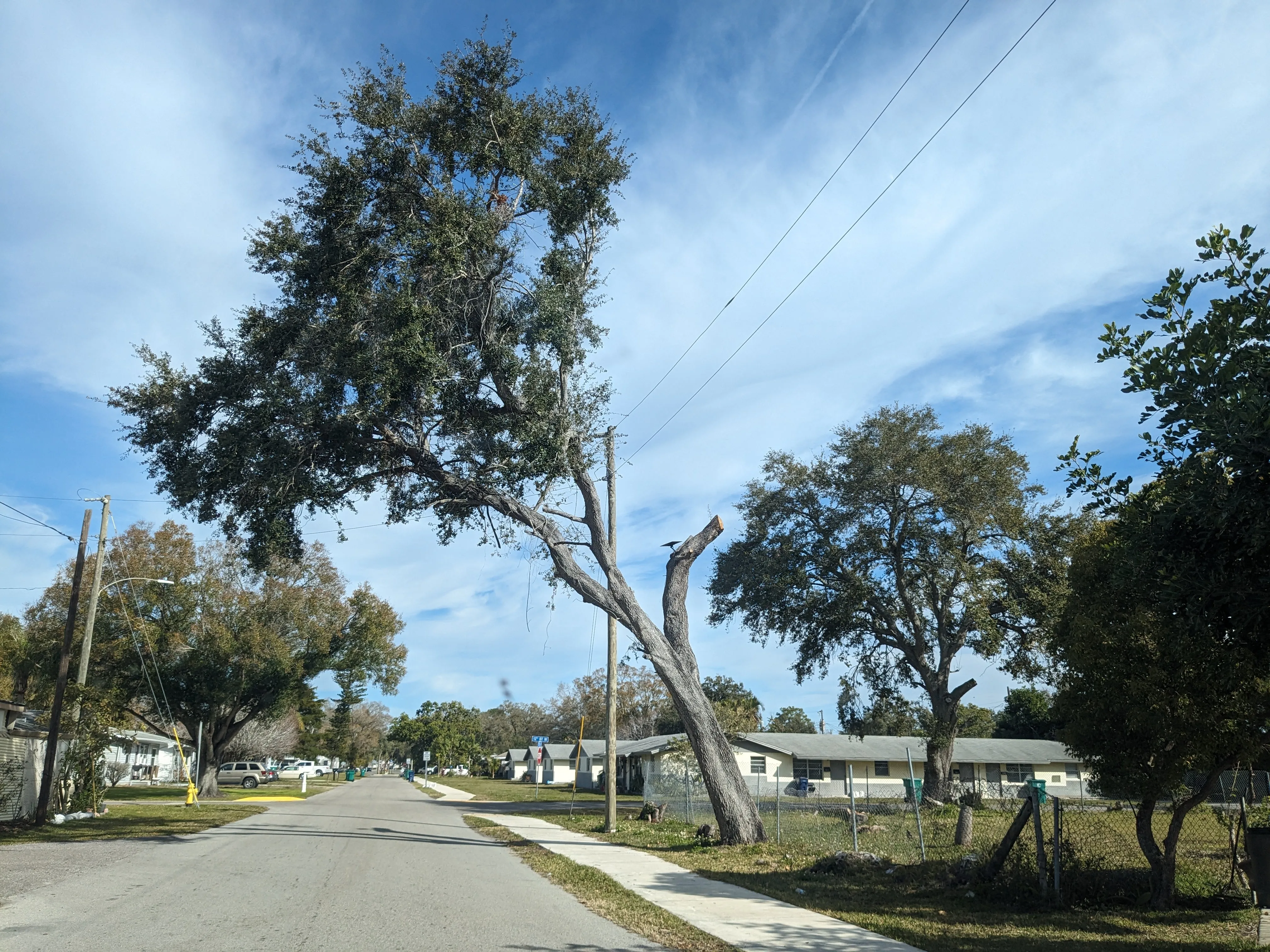 leaning tree pruned away from power lines