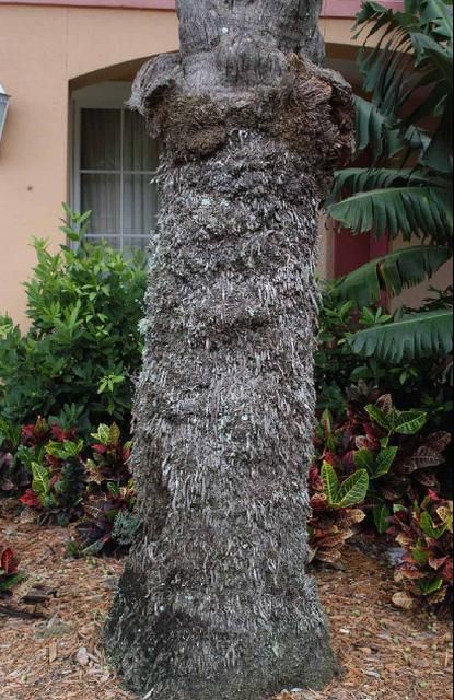 Figure 2. Root initiation zone extending several feet up the trunk in Phoenix dactyifera.