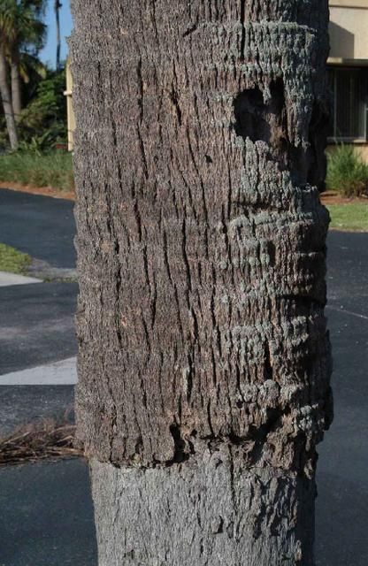 Figure 8. Eroded trunk cortex of old Sabal palmetto.