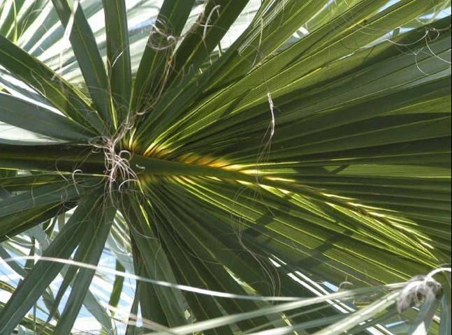 Figure 13. Translucent area on leaf of Sabal palmetto.