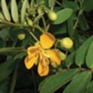 Chapman's senna