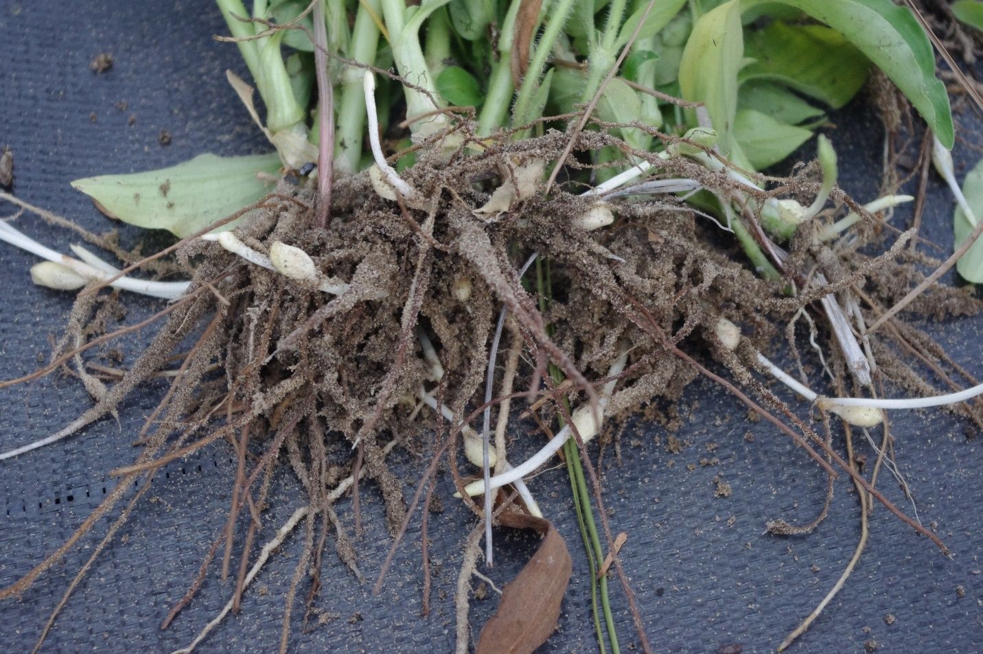 Benghal dayflower roots and underground flowers.