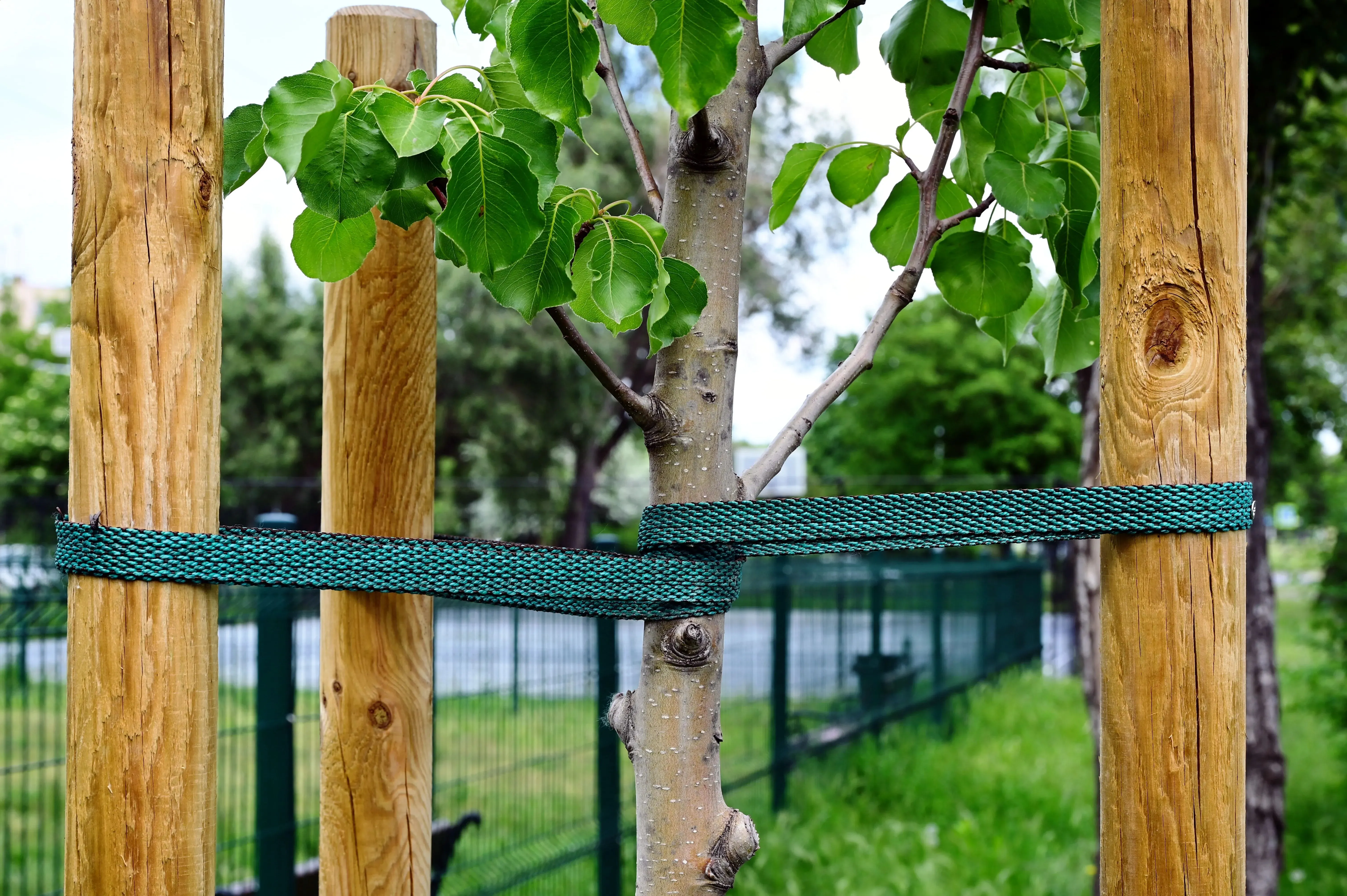 Un árbol joven cuyo tronco está sujeto con bandas a tres estacas gruesas a los lados para tutorar o apuntalar el crecimiento.