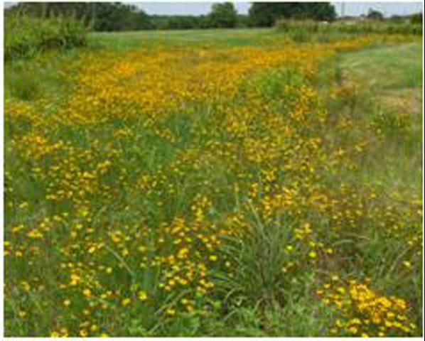 Figure 1. A swale planting of Leavenworth's tickseed.