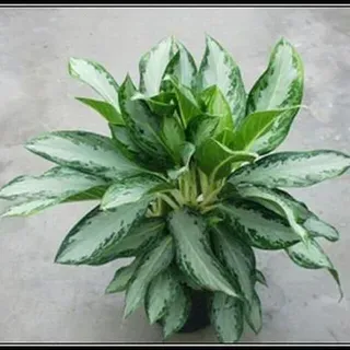 ENH1117/EP382: Tropical Foliage Plant Development: Breeding Techniques for  Aglaonema and Dieffenbachia