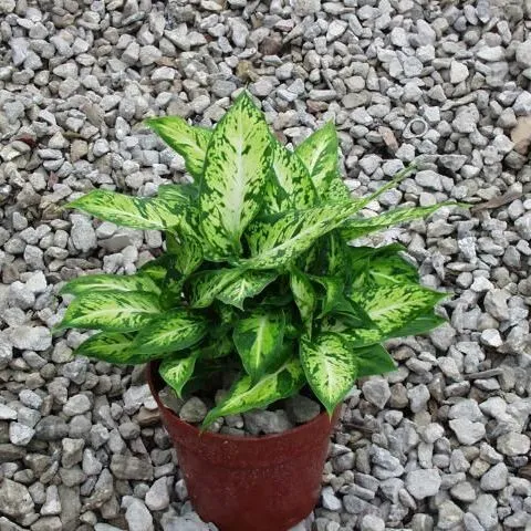 potting soil for money tree Money Tree Imperial Potting Soil Mix Mini Bag