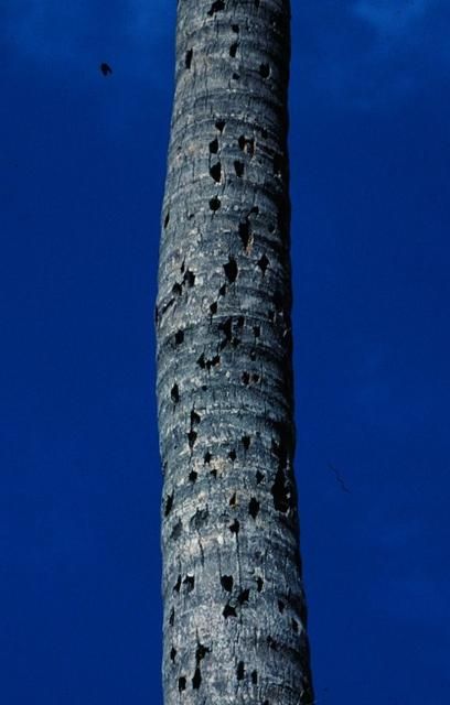 Figure 23. Permanent trunk wounds caused by climbing spikes.