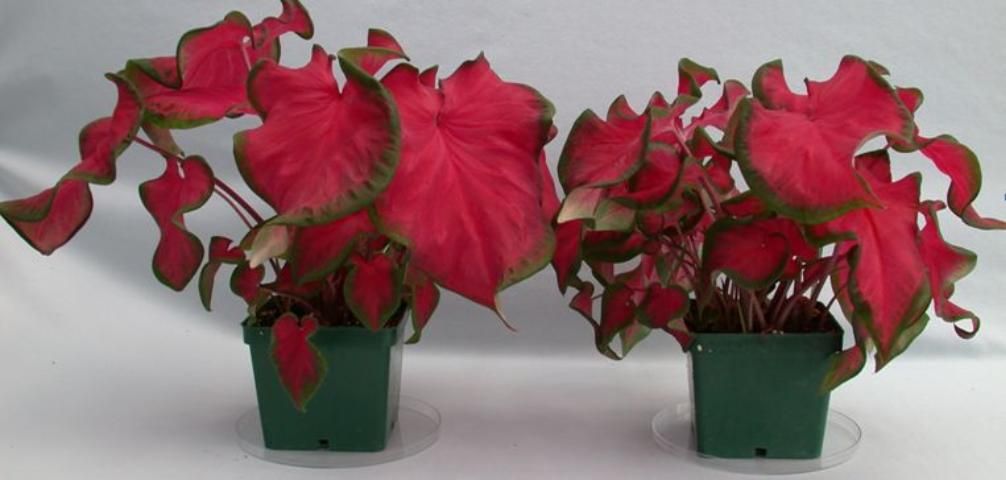 Figure 1. Cherry Tart™ plants produced by forcing tubers in 4½-inch square pots.  The plant on the left side was forced from one intact no. 1 tuber (1½–2½ inches in diameter), and the plant on the right side was forced from one de-eyed no. 1 tuber.  Photo was taken 8 weeks after the tubers were planted in the containers.