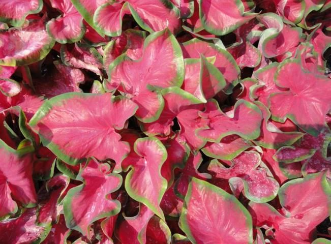 Figure 2. Cherry Tart™ plants grown in a ground bed in full sun.