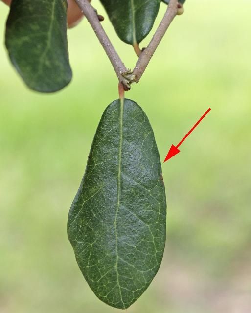 A close-up of a single leaf.