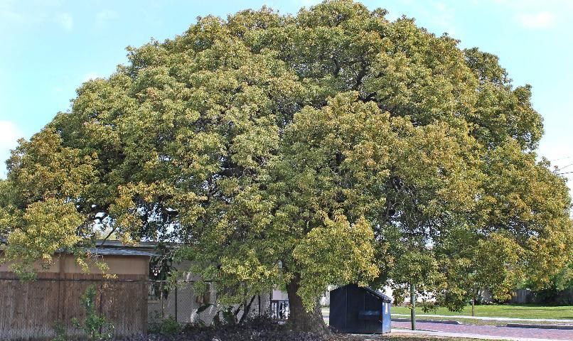 Mature Camphor Tree (Cinnamomum camphora) in the landscape, completely shading a small house and outbuildings