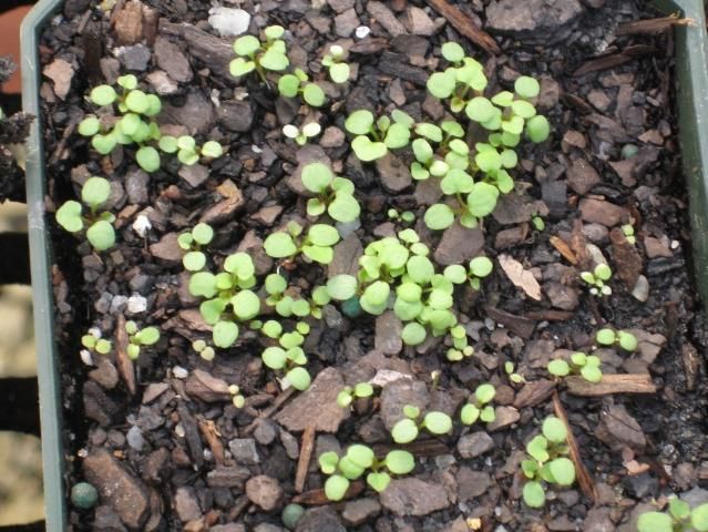 Figure 2. Bittercress in cotyledon to one-leaf growth stage.