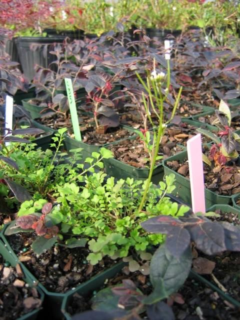 Figure 1. Bittercress with clumping growth habit in loropetalum cuttings.