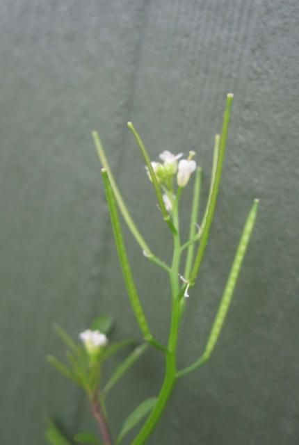 Figure 4. Bittercress seed capsules.