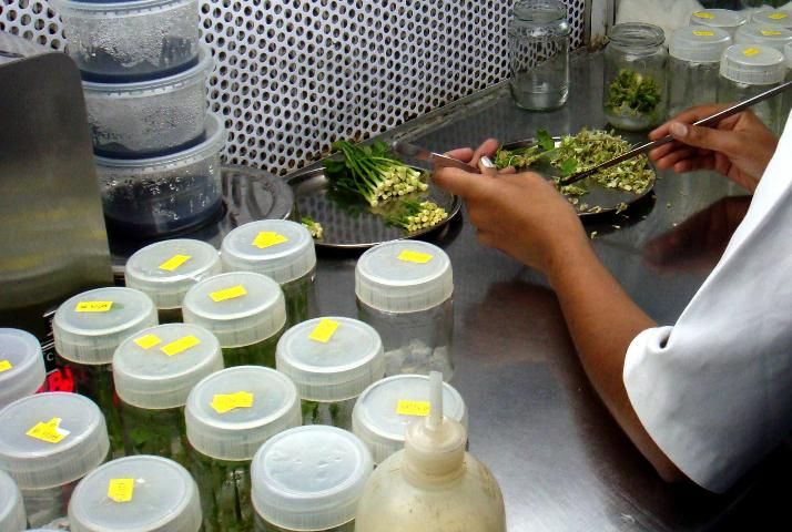 Figure 2. Plant tissue is placed into a sterile culture vessel.