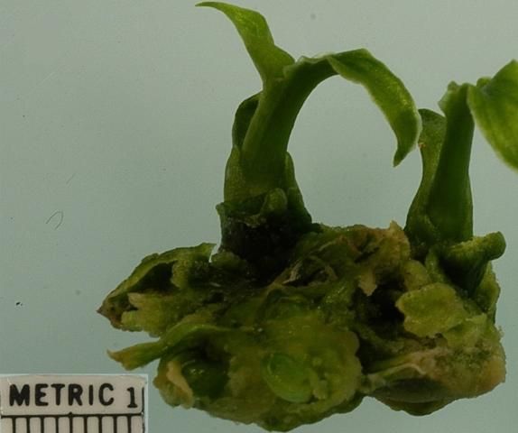 Figure 3. Adventitious shoots derived from callus.