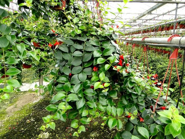Figure 1. Many nurseries maintain their own stock plants for traditional propagation.