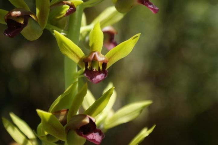Figure 7. Eulophia alta flower, an autogamous orchid species.