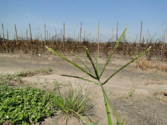 Figure 4. Seed head