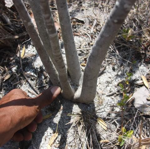 Figure 3. Five connected trunks of a small plant just above the soil's surface.