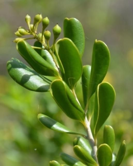 Figure 8. Terminal raceme with fruit and stem showing alternate, spiraled leaf arrangement of simple recurved leaves with varied leaf shapes and apices.