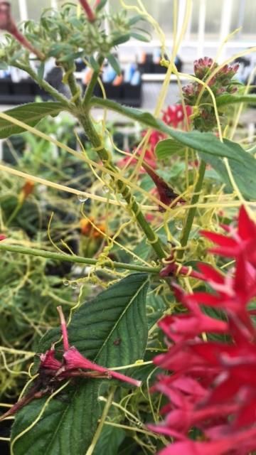 Figure 1. Dodder stems wrapping around pentas and forming multiple attachment points using haustoria.