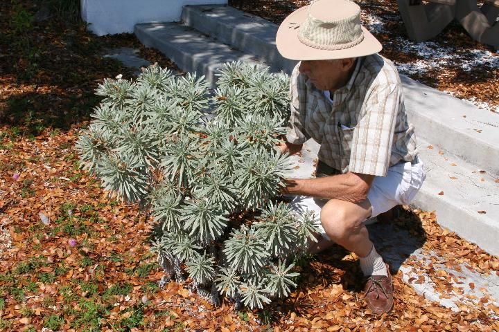 Figure 15. Small landscape plant in April.