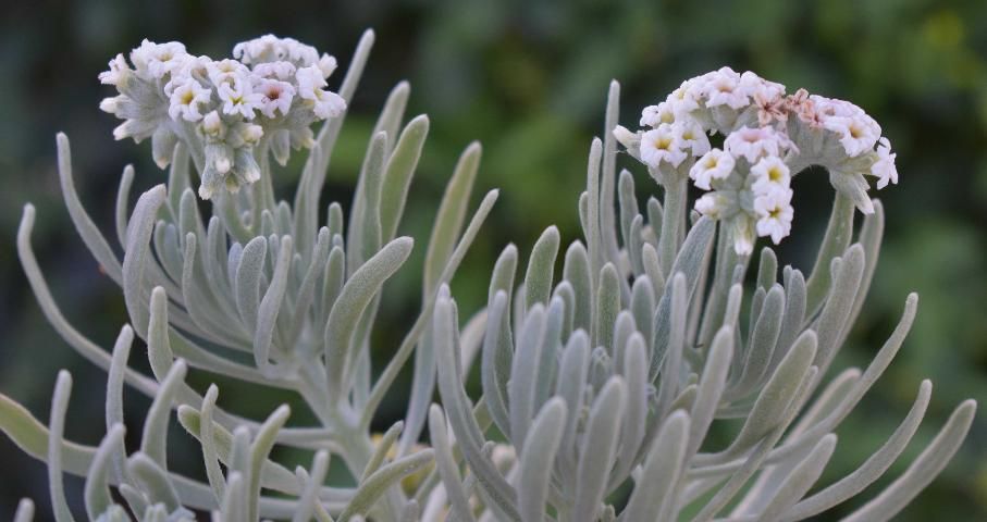 Figure 7. Flowers borne in terminal, spirally coiled, one-sided cymes.