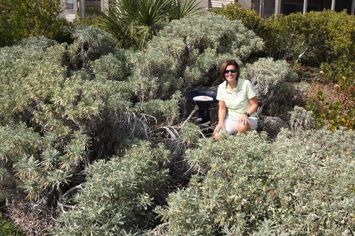 Figure 1. Sea lavender colony cultivated in a landscape showing typical clumping habit with gaps within the clump.