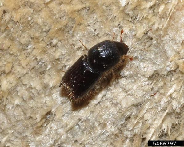 Figure 6. Adult Ips engraver beetle.