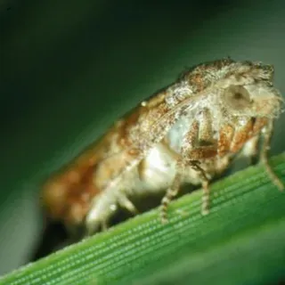 ENH1301/EP565: Key Plant, Key Pests: Pine Species (Pinus sp.)
