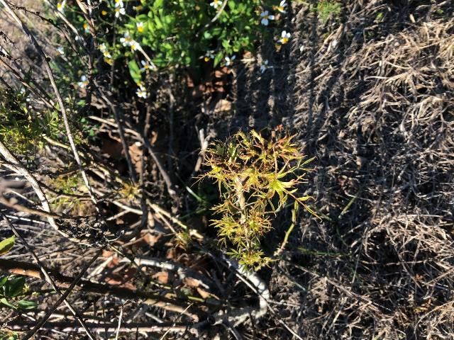 Figure 1. Typical glyphosate injury on Knockout rose. Even a small amount of spray drift can cause the injuries seen here, including chlorosis (yellowing), witches' brooming, and deformed new growth. Plants may or may not recover depending upon growth stage and amount applied.