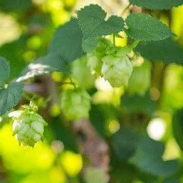 ENH1319/EP583: LED Light Increases Leaf Area and Root Length of Humulus ...