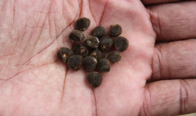 Figure 10. The seeds are small, rounded to three-angled, and covered with fine, brown hairs.