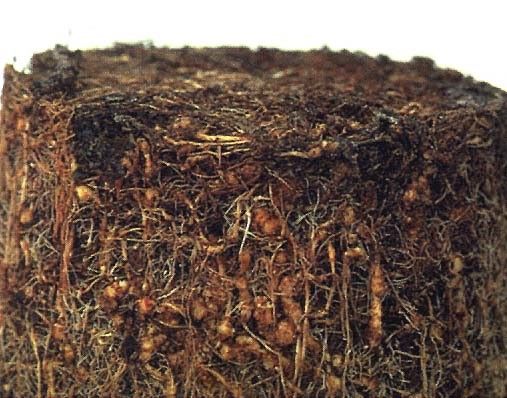 Figure 7. Root-knot nematode damage.