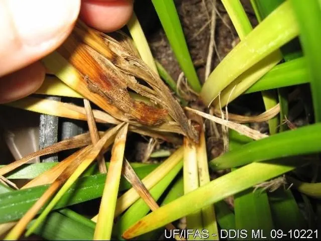 Figure 2. Phythophthora palmivora infestation on lilyturf.