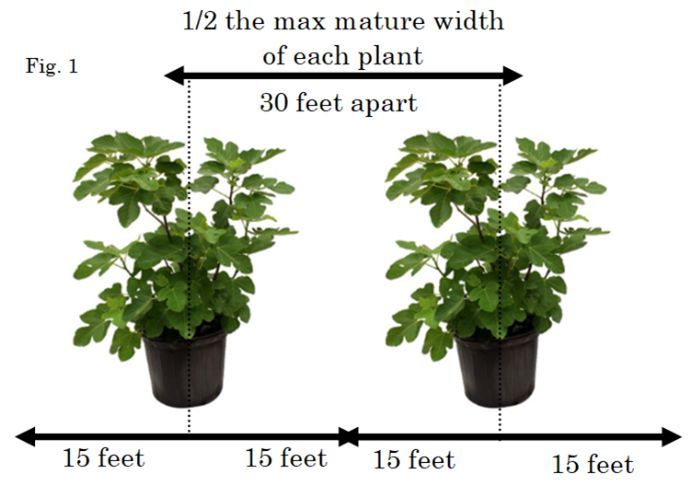 Two plants in pots with a black arrow above and below showing recommended space between them.
